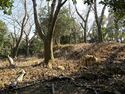 Tedori27.jpg