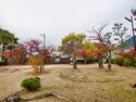 Mihara30.jpg