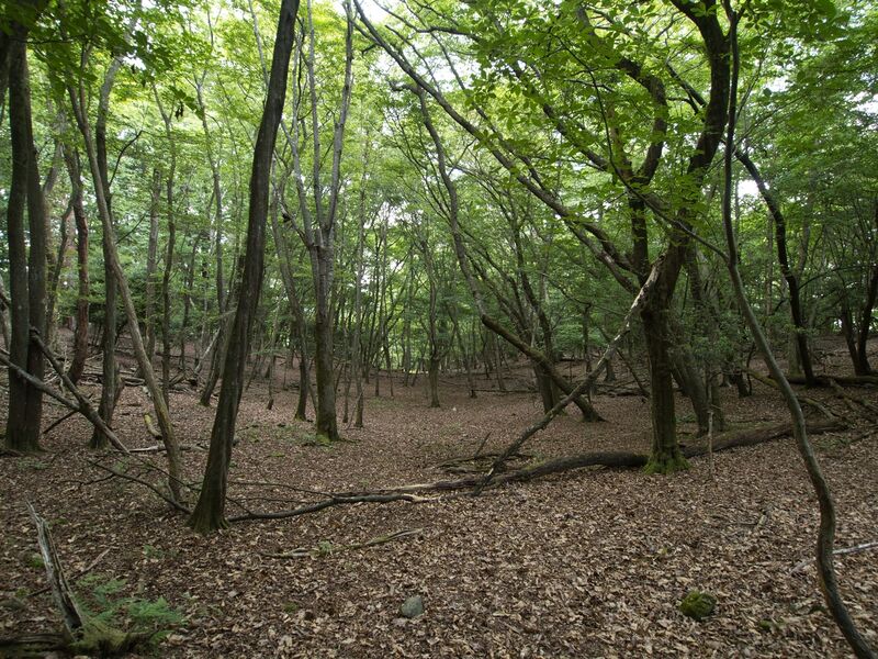 File:Nyoigatake21.jpg