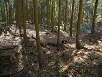 Tsuchiyamakoka8.jpg