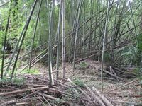 KaiChikuzenbaraToride (1).JPG