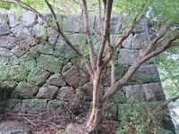 HizenKashimajou (18).JPG
