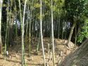 HekikaiNodajou (1).jpg