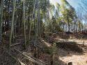 Kokashimoyama17.jpg