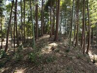 Kokashimoyama5.jpg