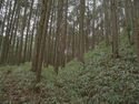 Ogawanishinokoka28.jpg
