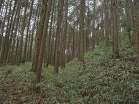 Ogawanishinokoka28.jpg