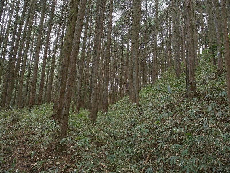 File:Ogawanishinokoka28.jpg