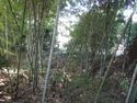 TakenohanaYakata (3).JPG