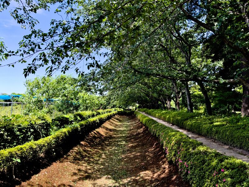 File:Akayamajinya22.jpg