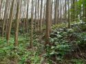 Shigisan36.jpg