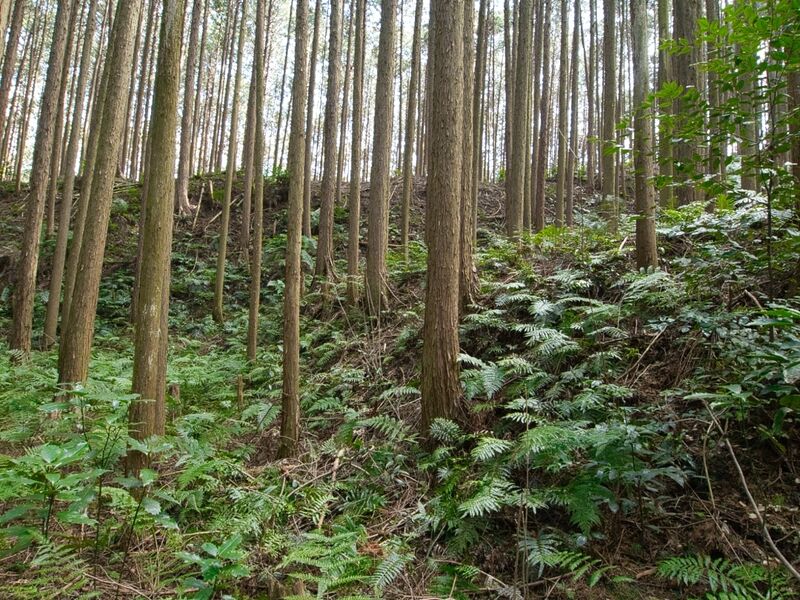 File:Shigisan36.jpg