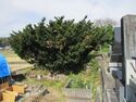 KoudaijiRui (4).JPG