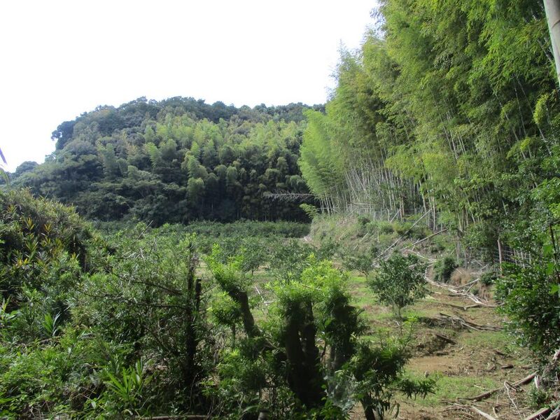 File:MikawaOhsawajou008.jpg
