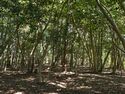 Higashigoma8.jpg