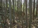 Ogawanakanokoka19.jpg