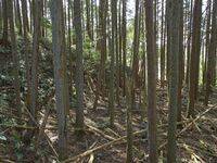 Ogawanakanokoka19.jpg