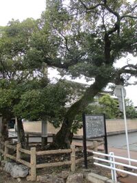 KigaJinya (2).jpg