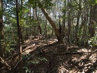 Higashimaruokakoka8.jpg