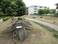 OzoYashiki (4).JPG