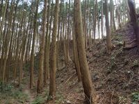 Shigisan11.jpg