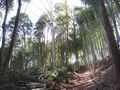 Thumbnail for version as of 00:29, 26 April 2020