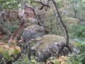 Thumbnail for version as of 13:32, 17 May 2024
