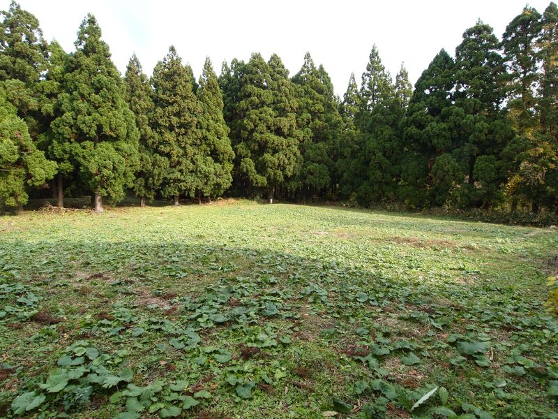 File:Wakimoto29.jpg