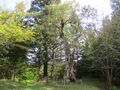 Thumbnail for version as of 20:33, 19 May 2024