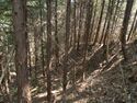 Shimoyamakita9.jpg