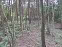 MinochiMikkajou (3).JPG