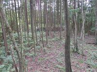 MinochiMikkajou (3).JPG