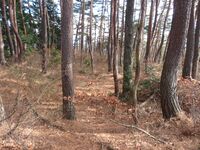 筑摩竹田城13.3shukuruwa.JPG