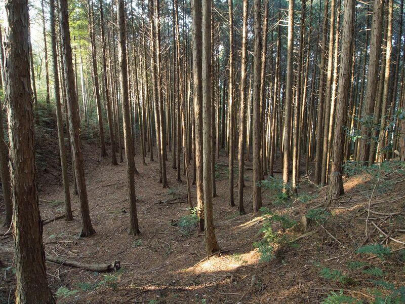File:Uenokoka6.jpg