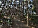 Kokashingushi2.jpg