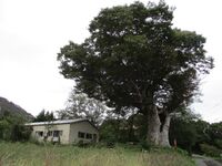 ChikumaNakajouYakata (1).JPG