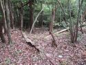MikawaKoganejou (2).jpg