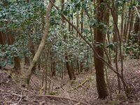 Okudanitanba11.jpg