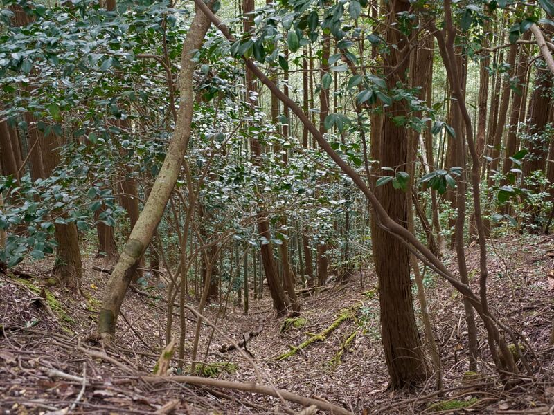 File:Okudanitanba11.jpg