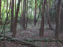 JikouinToride (4).JPG