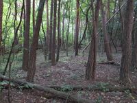 JikouinToride (4).JPG