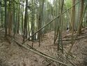 Ogawanishinokoka34.jpg