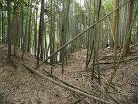 Ogawanishinokoka34.jpg