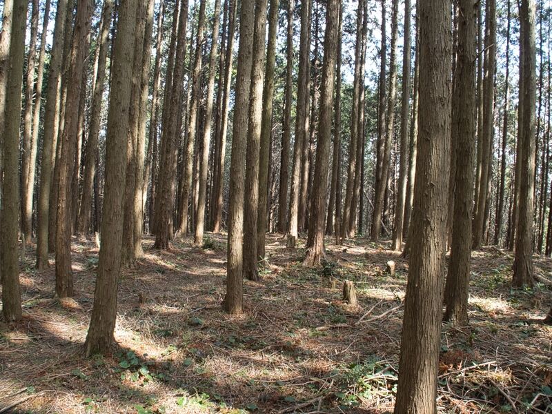File:Shigisan9.jpg
