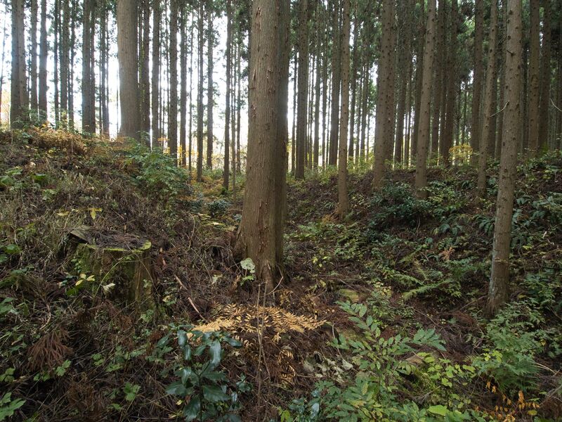 File:Chausudate3.jpg