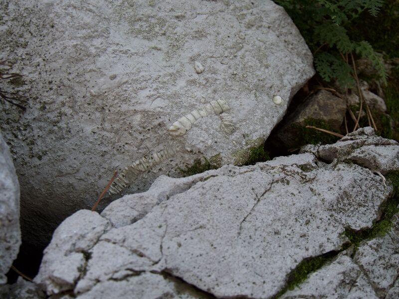 File:Ogaki31.jpg