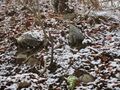Thumbnail for version as of 19:35, 13 January 2021