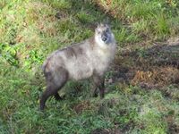 AzumiSanojou (2).JPG