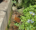 Thumbnail for version as of 13:04, 30 June 2022