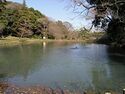 Sakura14.jpg